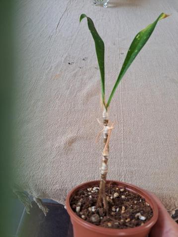 Dravieria "Fireflies" | Zeldzame plant beschikbaar voor biedingen