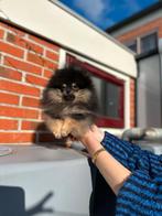 Pomerian reu mini, Dieren en Toebehoren, Particulier, 15 weken tot 1 jaar, Reu, Buitenland
