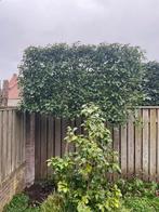 Photinia leiboom, Tuin en Terras, Planten | Bomen, Ophalen, Leiboom, Halfschaduw, Lente