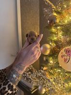 Toy poedel pups, Dieren en Toebehoren, Honden | Chihuahua's en Gezelschapshonden, Poedel, Rabiës (hondsdolheid), 8 tot 15 weken