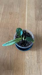 Anthurium pallidiflorum, Huis en Inrichting, Kamerplanten, Groene kamerplant, Ophalen, Halfschaduw, Minder dan 100 cm