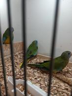 2 splendid parkieten, Dieren en Toebehoren, Vogels | Parkieten en Papegaaien, Mannelijk, Parkiet, Geringd