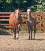fokmerrie van malito de reve x Gotspe 21 jaar weidemaatje, Merrie, Springpaard, Gechipt, 160 tot 165 cm