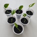 Monstera Subpinnata, Huis en Inrichting, Kamerplanten, Ophalen, Halfschaduw, Minder dan 100 cm, Groene kamerplant