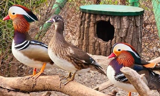Eenden siereenden, Dieren en Toebehoren, Pluimvee, Eend, Meerdere dieren