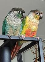2 tamme pyrrhura mannen zoeken een nieuw huis, Dieren en Toebehoren, Vogels | Parkieten en Papegaaien, Mannelijk, Parkiet, Geringd