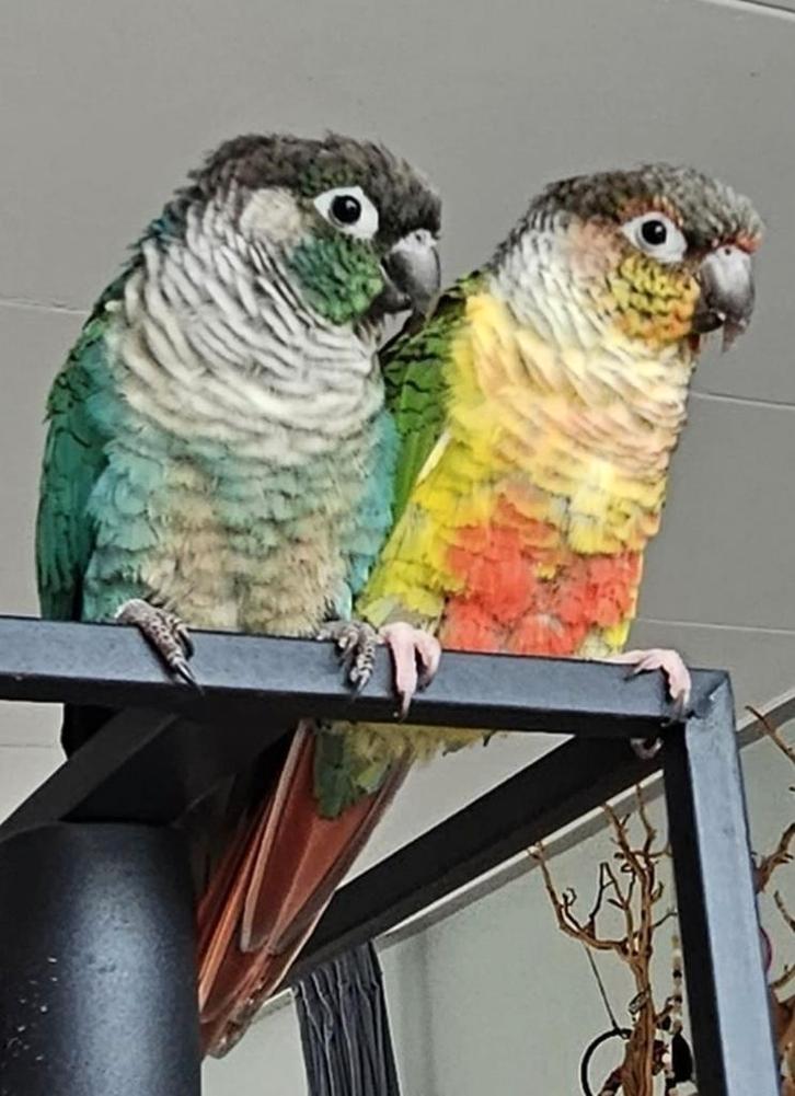 2 tamme pyrrhura mannen zoeken een nieuw huis, Dieren en Toebehoren, Vogels | Parkieten en Papegaaien, Parkiet, Mannelijk, Geringd