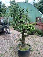 laatste perenbomen van dit jaar, Tuin en Terras, Ophalen of Verzenden, Lente