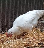 Jonge Marans haan wit, Mannelijk, Kip