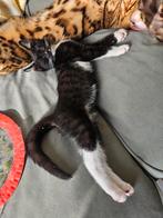 2 kitten mix bengaal, Dieren en Toebehoren, Katten en Kittens | Overige Katten, Meerdere dieren, Kortharig, 0 tot 2 jaar