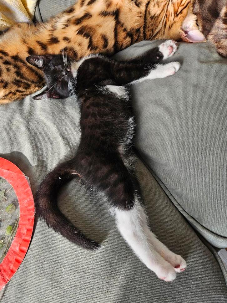 2 kitten mix bengaal, Dieren en Toebehoren, Katten en Kittens | Overige Katten, Kortharig, Meerdere dieren, 0 tot 2 jaar
