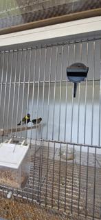 Koppel cubavinken, Dieren en Toebehoren, Meerdere dieren, Tropenvogel