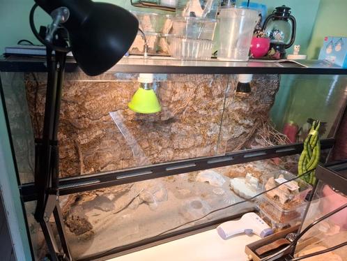 Terarium, Dunvingergekko's, Toebehoren, Dieren en Toebehoren, Reptielen en Amfibieën | Toebehoren, Zo goed als nieuw, Terrarium of Paludarium
