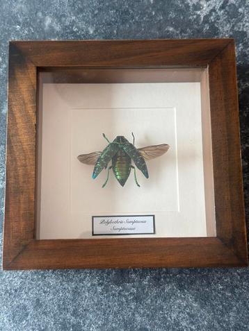 Lijst met Polybothris Sumptuosa beschikbaar voor biedingen