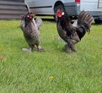Kraaikop kriel hen blauw, Dieren en Toebehoren, Pluimvee, Vrouwelijk, Kip