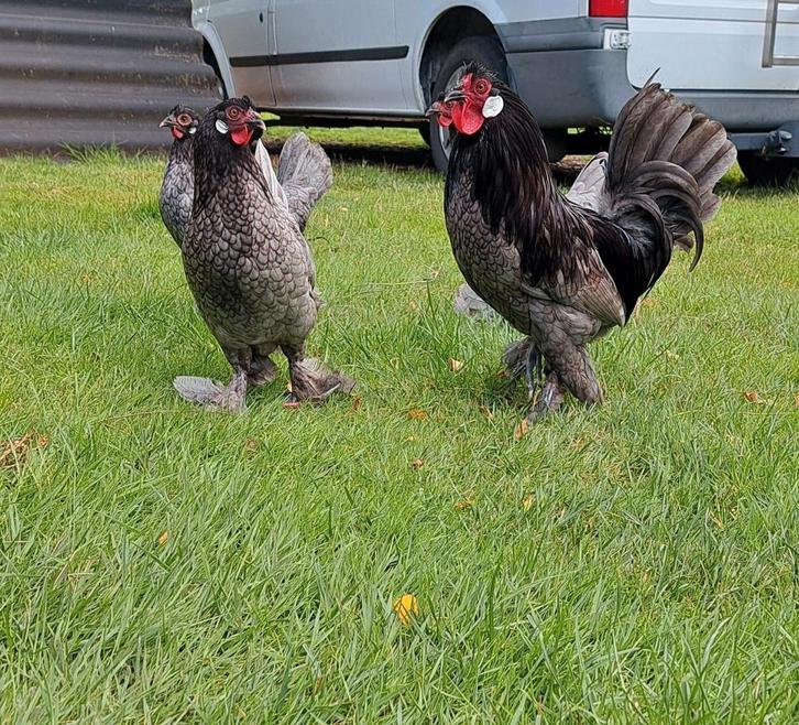 Kraaikop kriel hen blauw, Dieren en Toebehoren, Pluimvee, Kip, Vrouwelijk