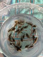 Jonge algeneters te koop 1 euro per stuk, Dieren en Toebehoren, Vissen | Aquariumvissen, Vis