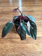 Mooie Philondendron Pink Princess Marble 4, Ophalen of Verzenden, Overige soorten, Minder dan 100 cm