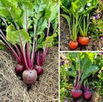 Bieten zaden, Verzenden, Zaad