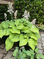 Grote hosta plant, Vaste plant, Halfschaduw, Zomer, Ophalen