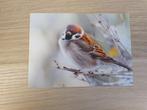 Ansichtkaarten Vogels, Ophalen of Verzenden, 1980 tot heden, Vogel