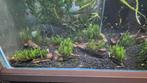 distichophyllum sp mos planten aquarium, Ophalen, Nieuw, Plant(en), Steen of Hout