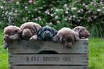 Labrador pups verwacht met stamboom., Dieren en Toebehoren, Honden | Retrievers, Spaniëls en Waterhonden, 8 tot 15 weken, Labrador retriever