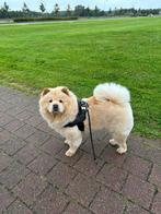 Lief Chow Chow teefje van 4 jaar zoekt een nieuw thuis, Dieren en Toebehoren, Honden | Poolhonden, Keeshonden en Oertypen, Particulier