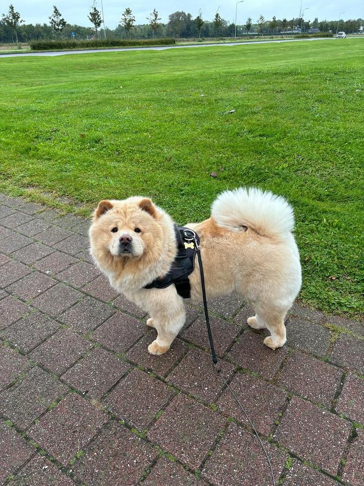 Lief Chow Chow teefje van 4 jaar zoekt een nieuw thuis, Dieren en Toebehoren, Honden | Poolhonden, Keeshonden en Oertypen, Teef