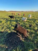 Te koop drachtige quassant ooien, Dieren en Toebehoren, Vrouwelijk, Schaap