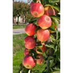 Gezocht Gratis Boom: Mispel/abrikoos/perzik/Nectarine/Kers, Tuin en Terras, Minder dan 100 cm, Halfschaduw, Overige soorten, Ophalen