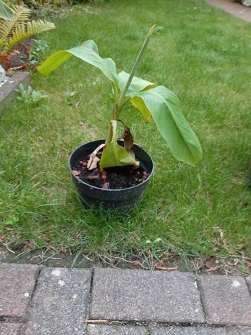 Jonge bananenplant in pot beschikbaar voor biedingen