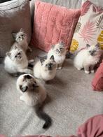 Kittens Neva Masquerade X Ragdoll (stamboomouders), Dieren en Toebehoren, Meerdere dieren