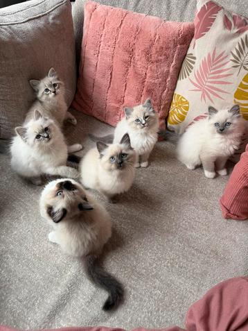 Kittens Neva Masquerade X Ragdoll (stamboomouders) beschikbaar voor biedingen