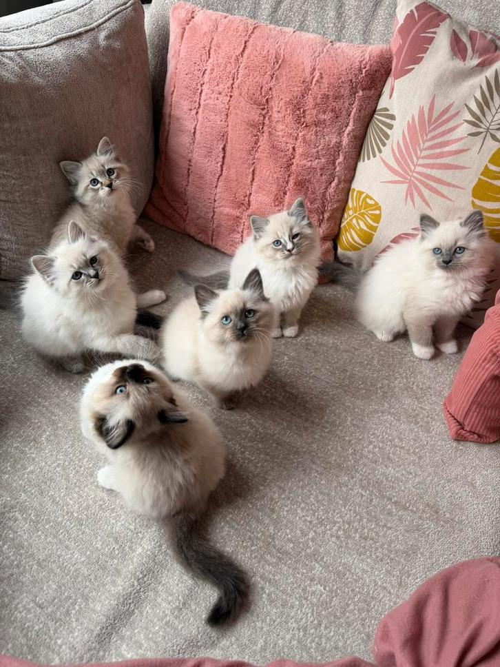 Kittens Neva Masquerade X Ragdoll (stamboomouders), Dieren en Toebehoren, Katten en Kittens | Raskatten | Langhaar, Meerdere dieren