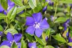 Vinca minor, bodembedekkers planten, Bodembedekkers, Vaste plant, Ophalen of Verzenden, Halfschaduw