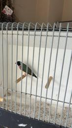 Te koop koppels gouldamadines, Meerdere dieren