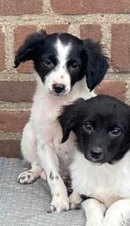 Prachtige BORDER COLLIE x FRIESE STABIJ pups, Dieren en Toebehoren, Honden | Niet-rashonden, Nederland, CDV (hondenziekte), 8 tot 15 weken