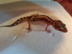 Luipaardgekko eublepharis macularis 0.0.1
#4, Dieren en Toebehoren, Hagedis