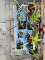 10 delige palm set zaailingen (enkel ophalen), Ophalen, Zomer, Overige soorten, Volle zon