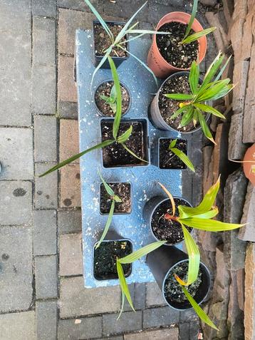 10 delige palm set zaailingen (enkel ophalen)  beschikbaar voor biedingen