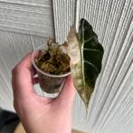 Alocasia polly variegata, Ophalen of Verzenden, Overige soorten, Minder dan 100 cm