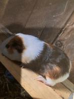 Mooie driekleur cavia (beer) half jaar oud!, Cavia, Mannelijk, Juli, Tam