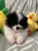 4 prachtige Pomeriaan/dwergkees pups.💙💜, 8 tot 15 weken, Meerdere, Meerdere dieren, Nederland