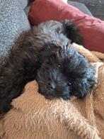 Maltipoo pup, 8 tot 15 weken, Eén hond, Nederland, Particulier