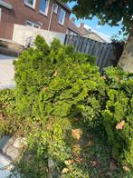 Hinoki Cypress, Tuin en Terras, Ophalen, Overige soorten