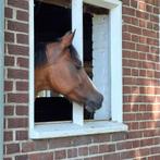 Ruitertje gezocht voor lieve Welsh C met pit, Merrie, L, C pony (1.27m tot 1.37m), 11 jaar of ouder