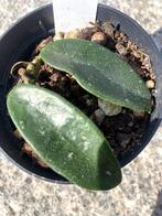 hoya shepherdell, Ophalen, Overige soorten, Halfschaduw, Minder dan 100 cm