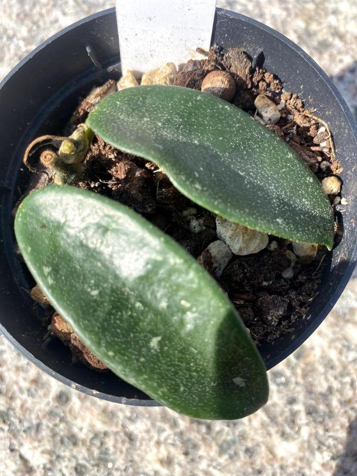 hoya shepherdell, Huis en Inrichting, Kamerplanten, Overige soorten, Minder dan 100 cm, Bloeiende kamerplant, Halfschaduw, Ophalen