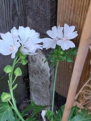 Kaasjeskruid wit beschikbaar voor biedingen